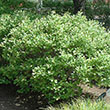 ILEX VERT 'JIM DANDY' 3G