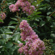 Lagerstroemia indica x fauriei 'Muskogee'