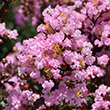 LAGER 'RHAPSODY IN PINK' 3G