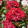 Lagerstroemia 'Gamad I' PP16,917