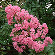 Lagerstroemia 'Choctaw'