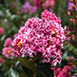 Lagerstroemia indica 'Whit I'