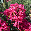 Lagerstroemia x 'GA 003'