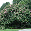 Lagerstroemia indica x fauriei 'Muskogee'