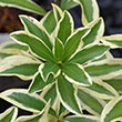 HYDRANGEA PAN 'LIMELIGHT PRIME'