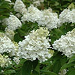 HYDRANGEA PAN 'FIRE & ICE' 10G T