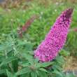 BUDD X 'PUGSTER PINKER' 3G