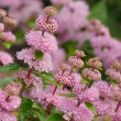 CARYOPTERIS 'BEYOND PINK'D' 3G