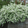 HYDRANGEA PAN 'QUICK FIRE FAB'