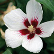 Hibiscus syriacus 'Antong Two' PP19,547