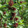 CALYCANTHUS FLORIDUS 3G