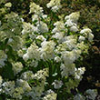 Hydrangea paniculata 'Little Lamb'