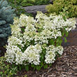 HYDRANGEA PAN 'BOBO' 7G