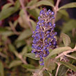 BUDD X 'BLUE HEAVEN' 3G
