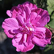 Hibiscus syriacus 'DS03RS' PP27196
