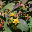 HYPERICUM 'ALBURY PURPLE' 3G