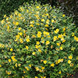 HYPERICUM 'HIDCOTE' 3G
