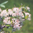 ARONIA ARBUTIFOLIA