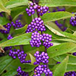 CALLICARPA D 'ISSAI' 3G