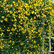JASMINUM NUDIFLORUM 3G