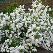 Exochorda racemosa 'Snow Mountain'