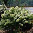 HYDRANGEA PAN 'LITTLE LIME' 3G