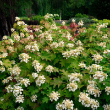 HYDRANGEA Q 'TOY SOLDIER' 3G