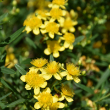HYPERICUM 'SUNNY BOULEVARD' 2G