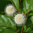 CEPHALANTHUS 'MAGICAL MNLT' 5G