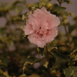 HIBISCUS S 'SUGAR TIP' 6G STD