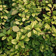 HYDRANGEA M 'GRIN AND TONIC' 3G