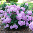 HYDRANGEA M 'LTS DN SKY VIEW' 3G