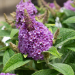 BUDD DAV 'DAPPER LAVENDER' 3G