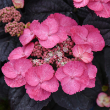 HYDRANGEA S 'PINK DYNAMO' 3G