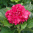 HYDRANGEA PAN 'DRAGON BABY' 3G