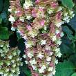 HYDRANGEA Q SNOWCICLE 5G