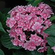 HYDRANGEA PAN 'LITTLE LIME'