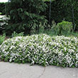 DEUTZIA 'NIKKO' 3G