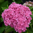 HYDRANGEA M 'STARFIELD' 3G