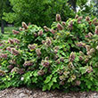 Hydrangea quercifolia 'JoAnn' PP27,879
