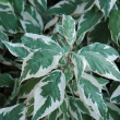 CORNUS ALBA 'IVORY HALO' 3G