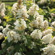 HYDRANGEA Q 'AUTUMN REPRISE' 3G