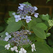 HYDRANGEA S 'BLUE BILLOW' 3G