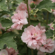 Hibiscus syriacus 'America Irene Scott' PP20,579