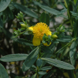 HYPERICUM 'BLUE VELVET' 3G