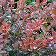 Berberis thunbergii WorryFree Crimson Cutie PP30095