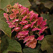 HYDRANGEA Q 'RUBY SLIPPERS' 3G