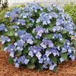 HYDRANGEA M 'END SUMM POPSTAR'