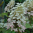 HYDRANGEA M 'HEART THROB' 3G