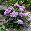HYDRANGEA M 'BLOOMSTRUCK' 5G